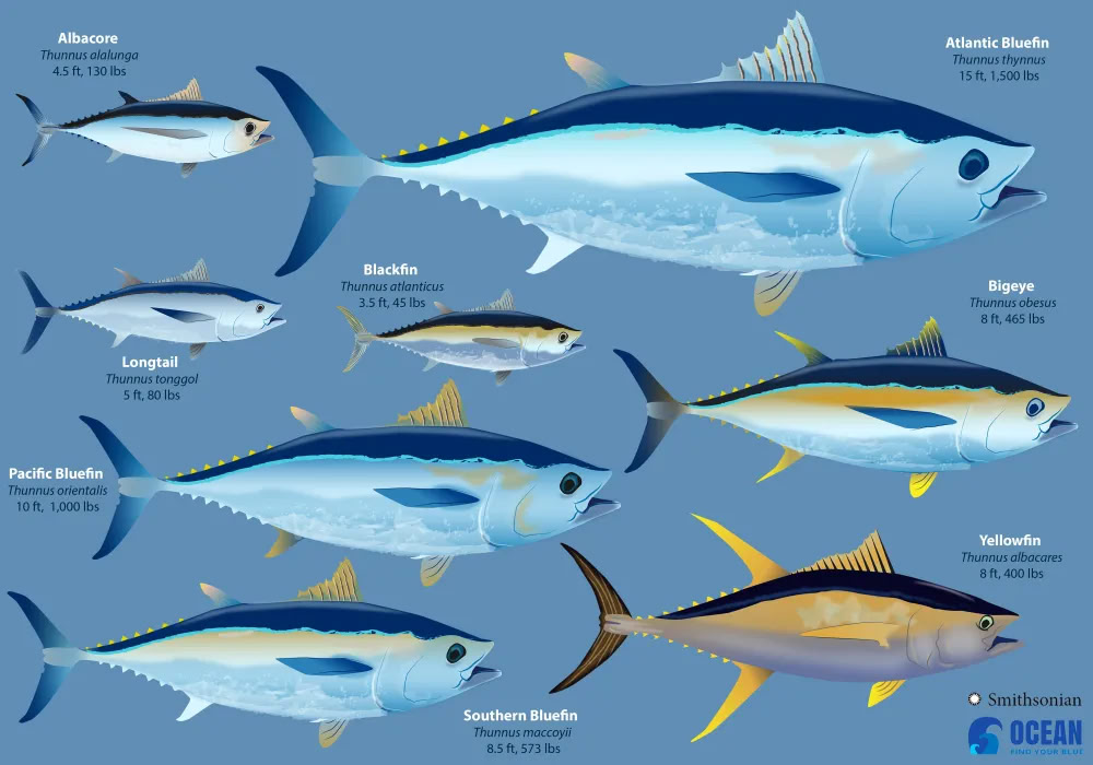 Tuna Fish: An Educational Overview of a Global Food Source